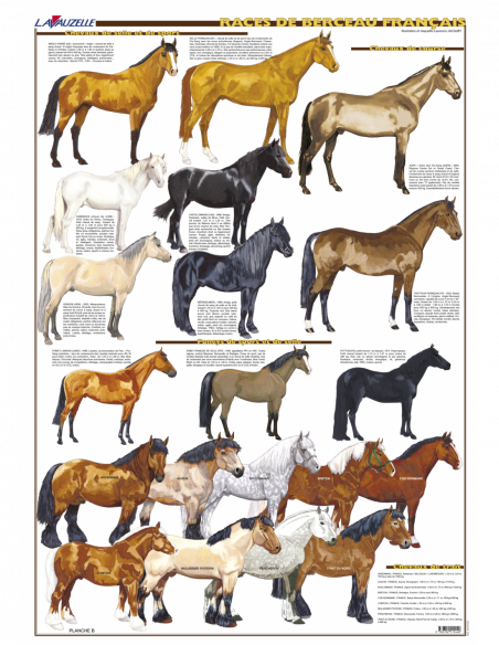 2 - Races de berceau français