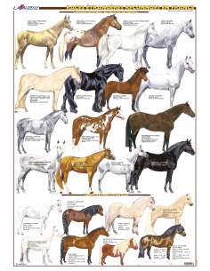 3 - Races étrangères reconnues en France