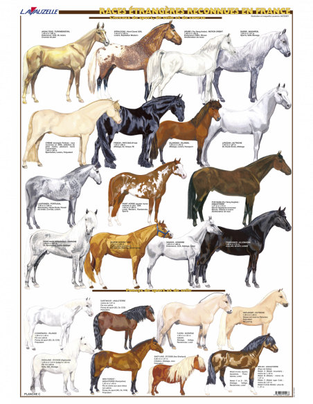 3 - Races étrangères reconnues en France