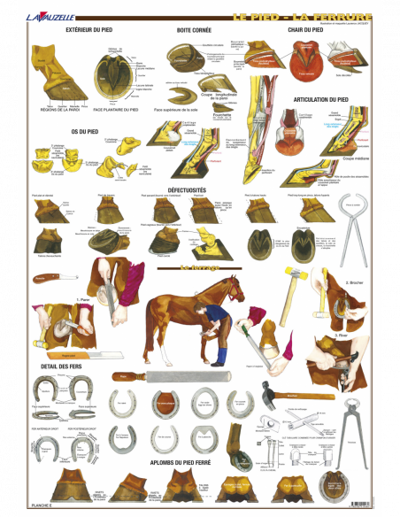 5 - Le pied et la ferrure