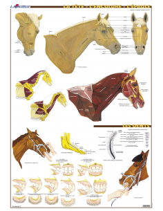 7 - Tête, encolure et épaule