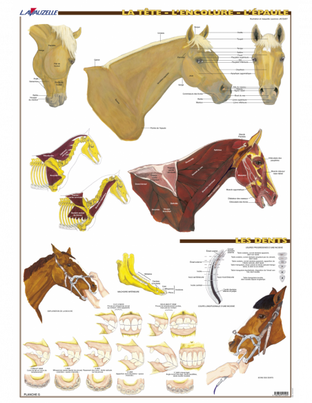 7 - Tête, encolure et épaule 7 - Tête, encolure et épaule