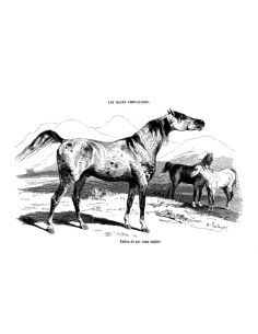 Gravure 1 - Etalon pur sang Anglais