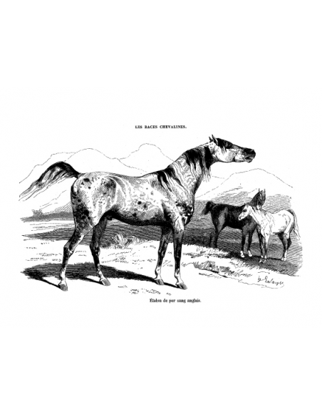 Gravure 1 - Etalon pur sang Anglais