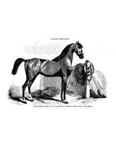 Gravure 2 - Poulain pur sang Anglais