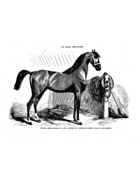 Gravure 2 - Poulain pur sang Anglais Gravure 2 - Poulain pur sang Anglais
