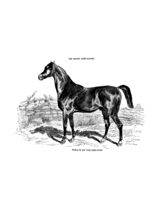Gravure 3 - Etalon pur sang Anglo-Arabe