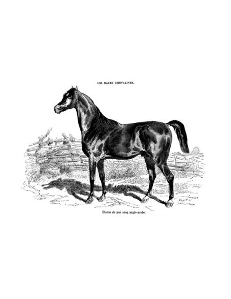 Gravure 3 - Etalon pur sang Anglo-Arabe