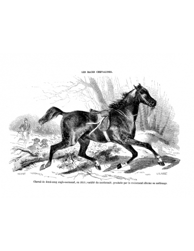 Gravure 4 - Cheval Demi-sang Anglo-Normand