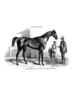 Gravure 5 - Cheval Anglo-Normand