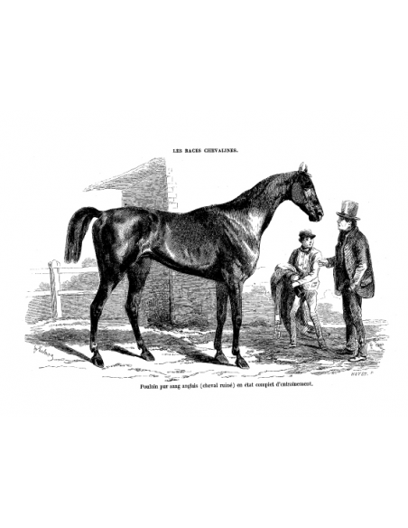 Gravure 5 - Cheval Anglo-Normand