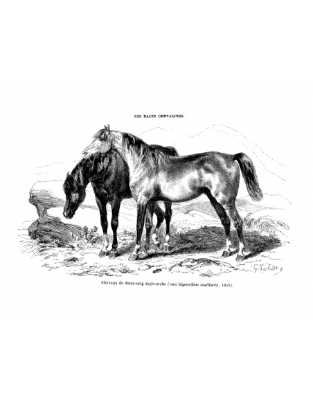 Gravure 6 - Chevaux de demi-sang Anglo-Arabe