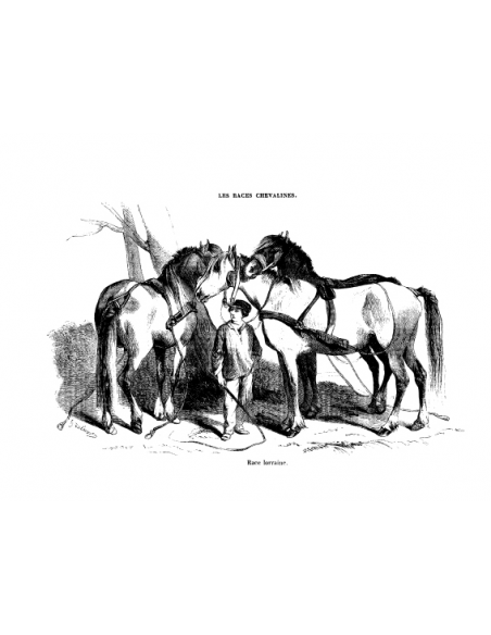 Gravure 7 - Race Lorraine