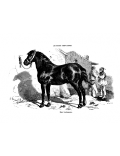 Gravure 8 - Race Boulonnaise