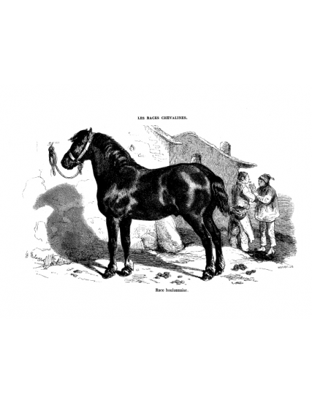 Gravure 8 - Race Boulonnaise