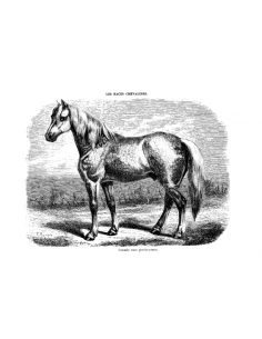 Gravure 9 - Grande race Percheronne