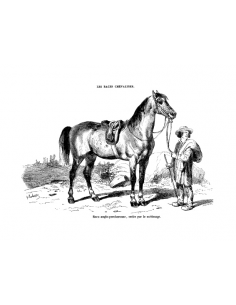 Gravure 10 - Race Anglo-Percheronne