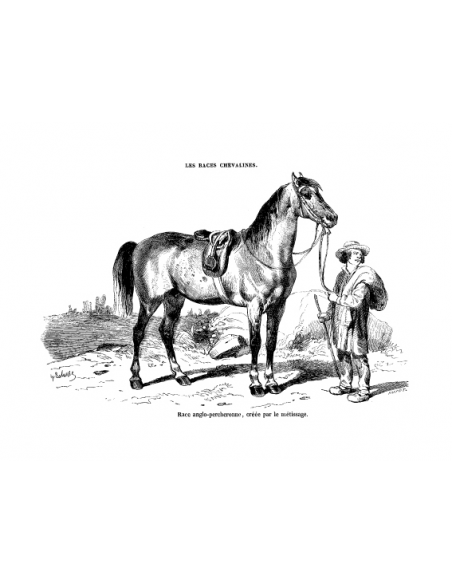 Gravure 10 - Race Anglo-Percheronne Gravure 10 - Race Anglo-Percheronne