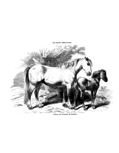 Gravure 11 - Race Bretonne Finistère