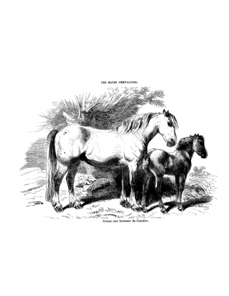 Gravure 11 - Race Bretonne Finistère Gravure 11 - Race Bretonne Finistère