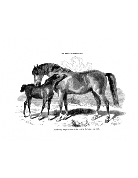 Gravure 12 - Demi-sang Anglo-Breton