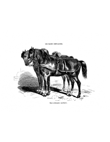 Gravure 13 - Race Ardennaise Gravure 13 - Race Ardennaise