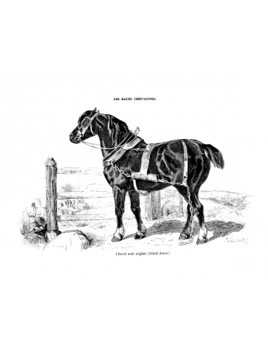 Gravure 15 - Cheval noir Anglais