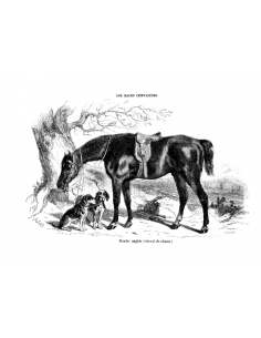 Gravure 16 - Hunter Anglais