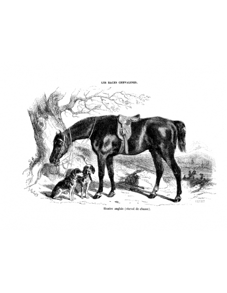Gravure 16 - Hunter Anglais