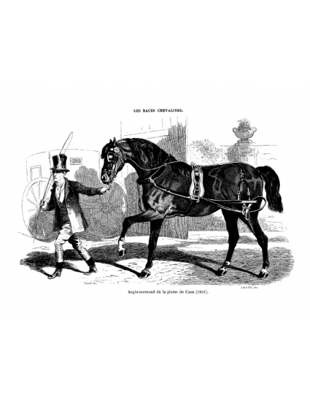 Gravure 17 - Anglo-Normand