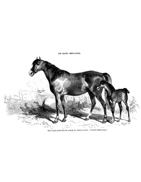 Gravure 18 - Race Anglo-Poitevine