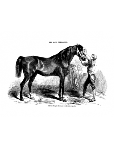 Gravure 19 - Cheval Hongre Mecklenbourgeois