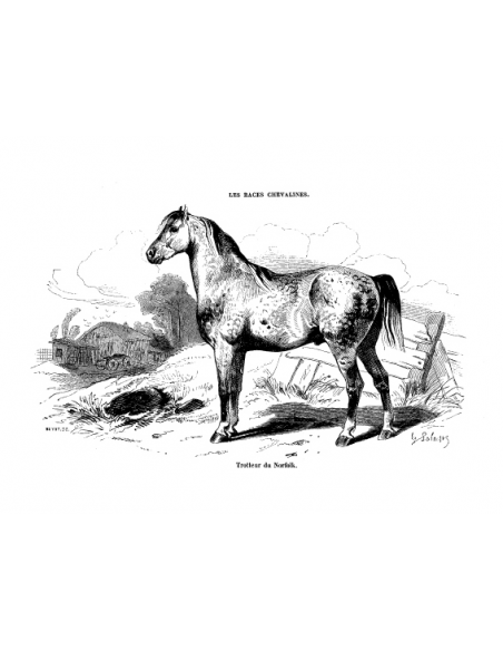 Gravure 20 - Trotteur du Norfolk