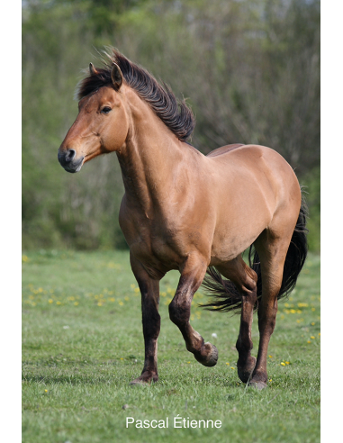 Le Henson - Cheval de la Baie de Somme