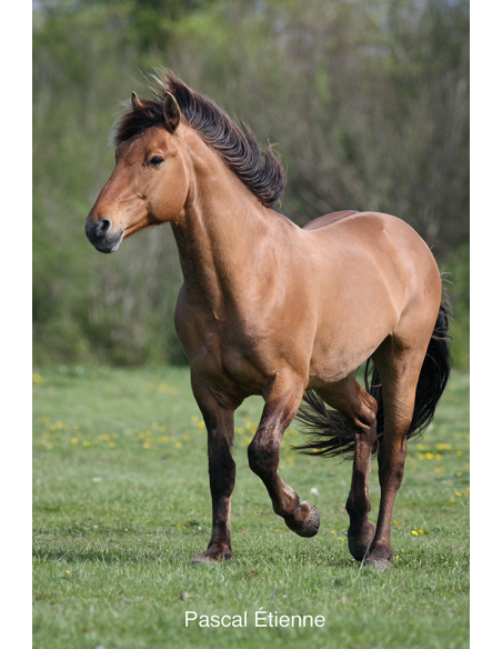 Cheval baie top