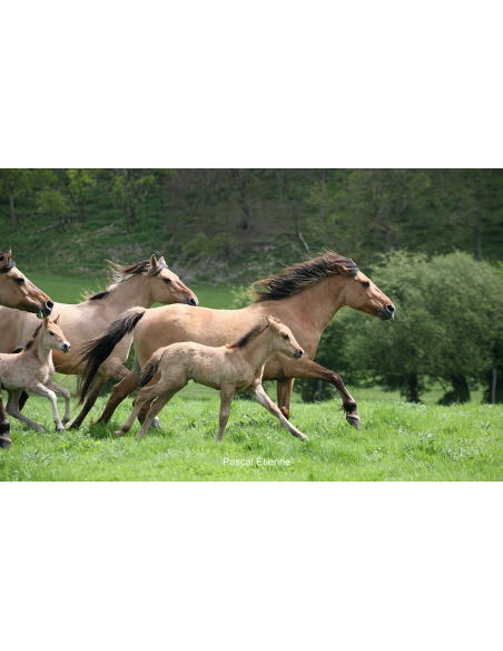 Le Henson - Cheval de la Baie de Somme
